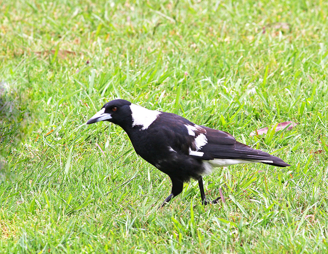 Australian Magpie  Australia,Australian Magpie,Geotagged,Gymnorhina tibicen