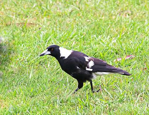 Australian Magpie  Australia,Australian Magpie,Geotagged,Gymnorhina tibicen