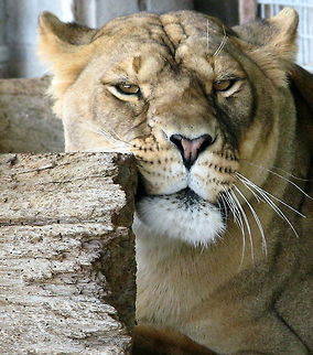 Lioness rubbing face A lioness remains vigilant, even dozing in the sunshine Geotagged,Lion,Panthera leo,United States