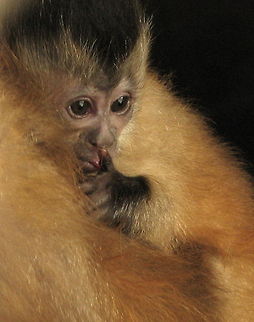 shhh Neweborn capuchin monkey Cebus apella,Geotagged,Tufted capuchin,United States