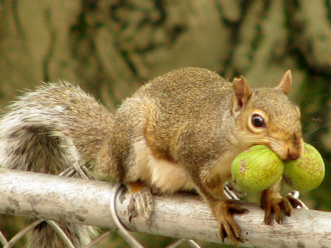 Busy squirrel Busy squirrel with nuts Eastern gray squirrel,Geotagged,Sciurus carolinensis,United States