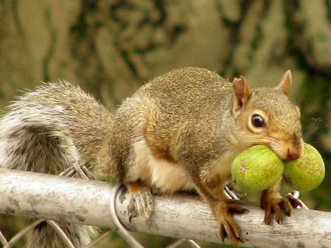 Busy squirrel Busy squirrel with nuts Eastern gray squirrel,Geotagged,Sciurus carolinensis,United States