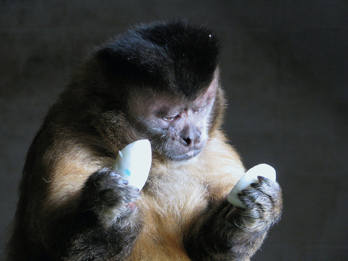 Life is making choices.. Capuchin monkey trying to make a decision Cebus apella,Geotagged,Tufted capuchin,United States