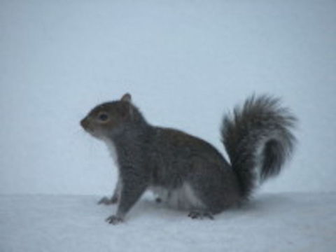 Eastern Gray Squirrel Squirrel in the snow Eastern gray squirrel,Geotagged,Sciurus carolinensis,United States