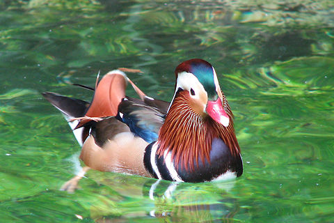 Colorful Mandarin Duck Mandarin duck Aix galericulata,Geotagged,Mandarin Duck,United States