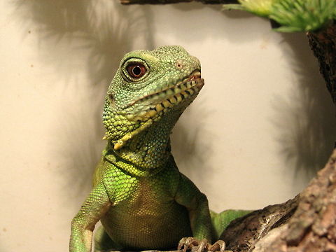 Chinese water dragon Chinese Water Dragon Chinese Water Dragon,Geotagged,Physignathus cocincinus,United States