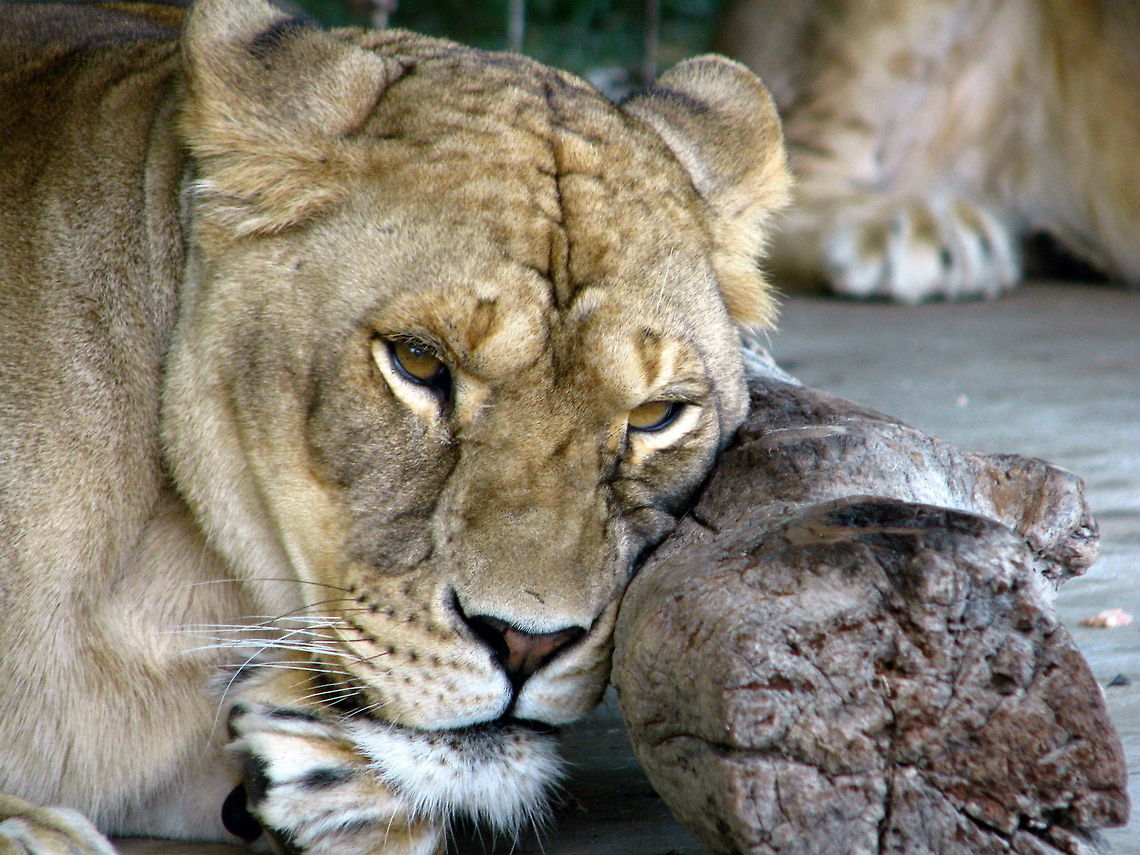 Lioness at rest yet alert Lioness remains alert and vigilant, even at rest Geotagged,Lion,Panthera leo,United States