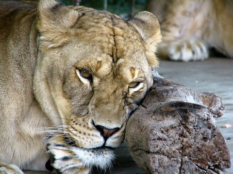 Lioness at rest yet alert Lioness remains alert and vigilant, even at rest Geotagged,Lion,Panthera leo,United States