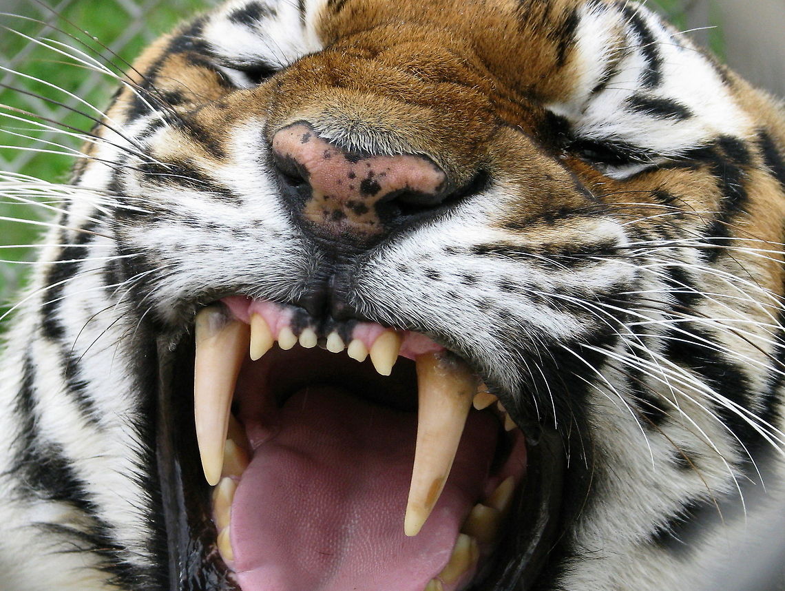 Siberian tiger shows powerful teeth Siberian tiger shows his powerful teeth Geotagged,Panthera tigris altaica,Siberian tiger,United States