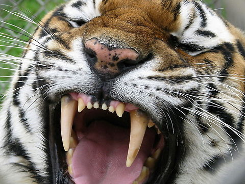 Siberian tiger shows powerful teeth Siberian tiger shows his powerful teeth Geotagged,Panthera tigris altaica,Siberian tiger,United States
