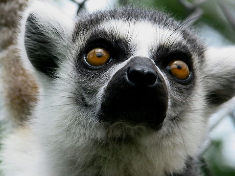 Ring-tailed Lemur head closeup Ring tailed lemur  Geotagged,Lemur catta,Ring-tailed lemur,United States