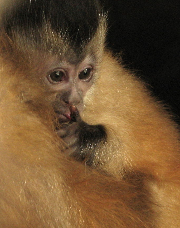 shhh Newborn capuchin monkey. . .he seems to be saying &#039; shh, it&#039;s naptime!&#039; Cebus apella,Geotagged,Tufted capuchin,United States