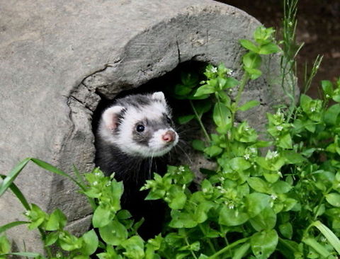 ferret_cal Ferret Ferret,Geotagged,Mustela putorius furo,United States