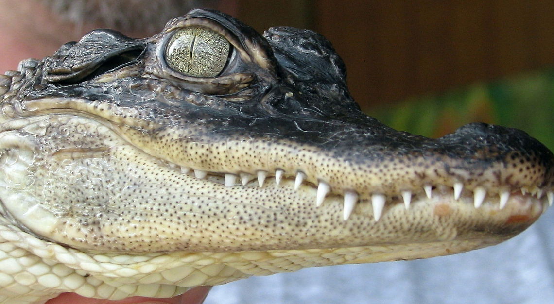 ok_alligator_calendar American Alligator Alligator mississippiensis,American Alligator,Geotagged,United States