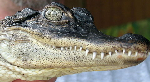 ok_alligator_calendar American Alligator Alligator mississippiensis,American Alligator,Geotagged,United States