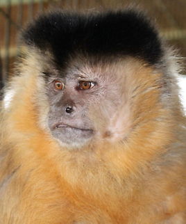 ok_bug_calendar Bug Murray, offspring of ex-laboratory capuchin monkeys, lives a far different life than his parents did. Cebus apella,Geotagged,Tufted capuchin,United States