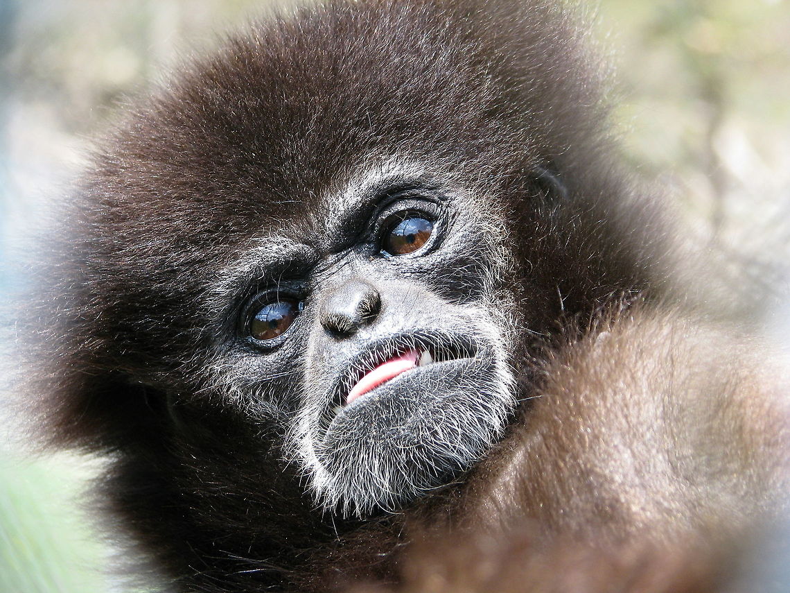 Gibbon at East Coast Exotic Animal Rescue Bean, a gibbon ape, is a longtime resident at East Coast Exotic Animal Rescue Geotagged,United States