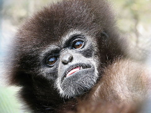 Gibbon at East Coast Exotic Animal Rescue Bean, a gibbon ape, is a longtime resident at East Coast Exotic Animal Rescue Geotagged,United States