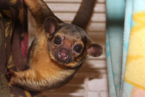 Kinkajou stares in camera Kinkajou Geotagged,Kinkajou,Potos flavus,United States