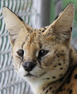 Serval at East Coast Exotic Animal Rescue Cerval, newest resident at the East Coast Exotic Animal Rescue.  Liam was found in the basement of a foreclosed on and empty house. Geotagged,Leptailurus serval,Serval,United States