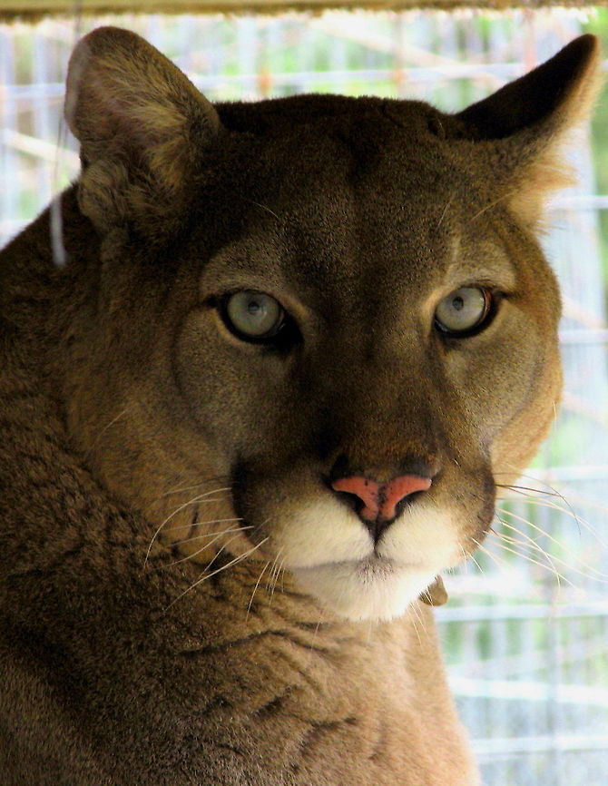 Cougar stare Handsome and proud, even in captivity Cougar,Geotagged,Puma concolor,United States
