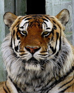 Roscoe, Siberian tiger From our annual fundraising calendar. . .Roscoe, a Siberian tiger at the East Coast Exotic Animal Rescue. Geotagged,Panthera tigris altaica,Siberian tiger,United States