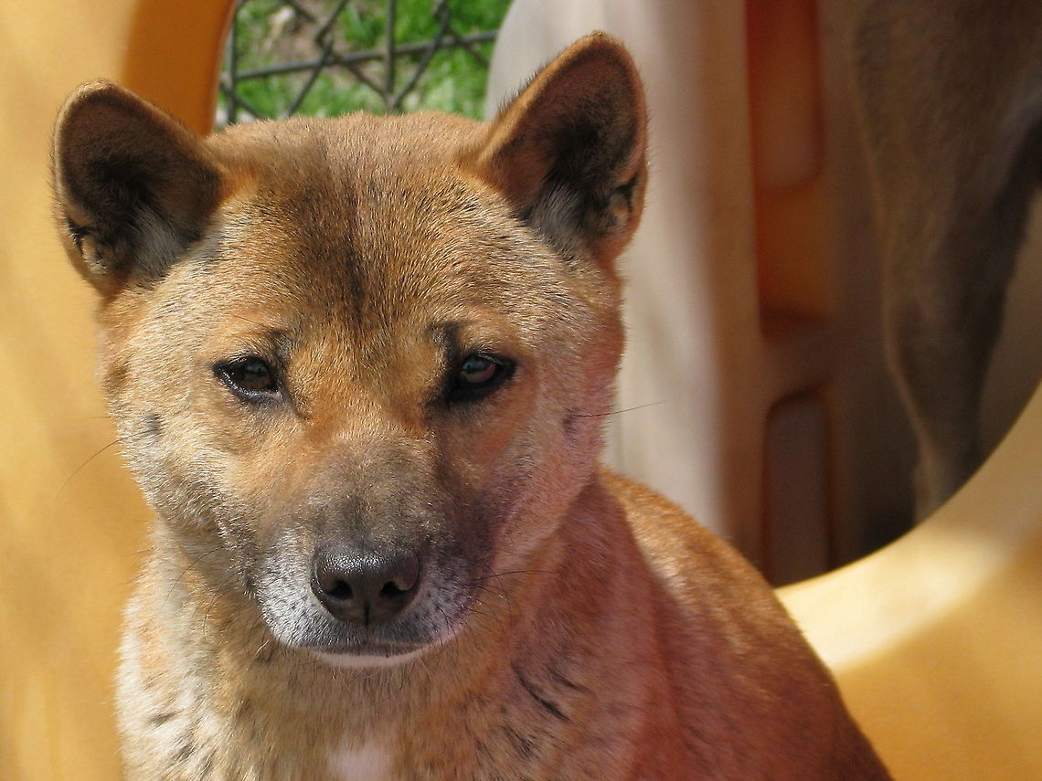 New Guinea Singing Dog New Guinea Singing Dog Canis lupus dingo var.,Geotagged,New Guinea Singing Dog,United States