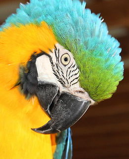 ok_tiki_bird_calendar Tiki Bird - one of many birds and parrots at the Rescue Ara ararauna,Blue-and-Yellow Macaw,Geotagged,United States