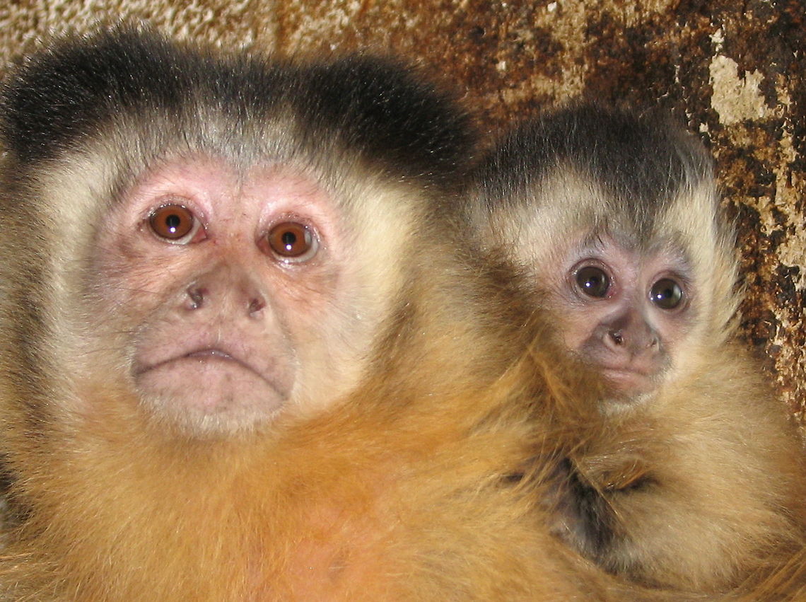 ECEAR_Spencer_Portrait_068 Momma and baby Cebus apella,Geotagged,Tufted capuchin,United States