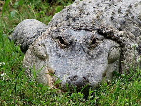 American Alligator American alligator Alligator mississippiensis,American Alligator,Geotagged,United States