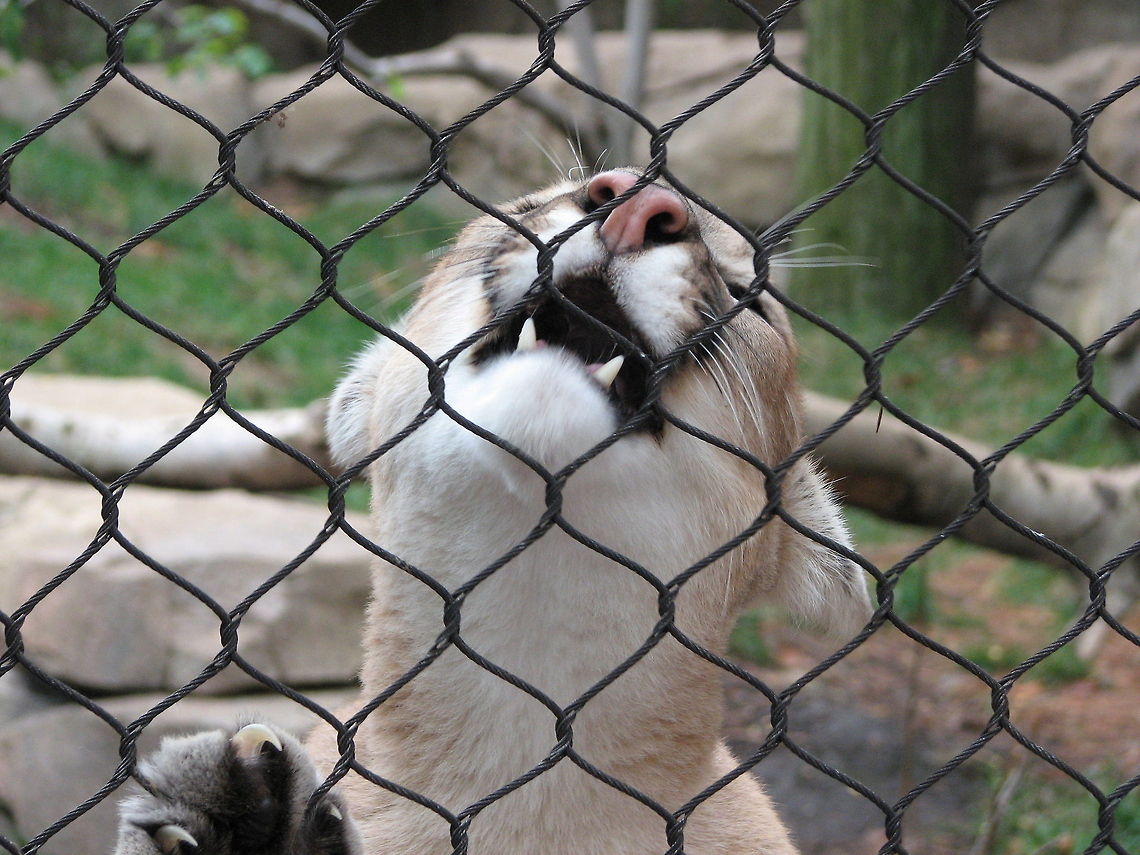 IMG_0559 Protesting captivity. Cougar,Geotagged,Puma concolor,United States