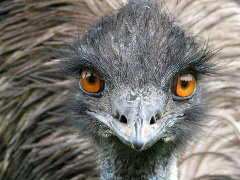 Emu portrait Emu Dromaius novaehollandiae,Emu,Geotagged,United States