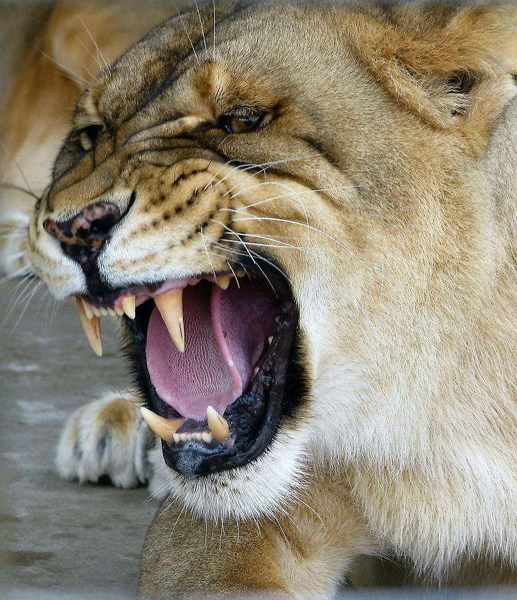 Lioness roar Snarling lioness Geotagged,Lion,Panthera leo,United States