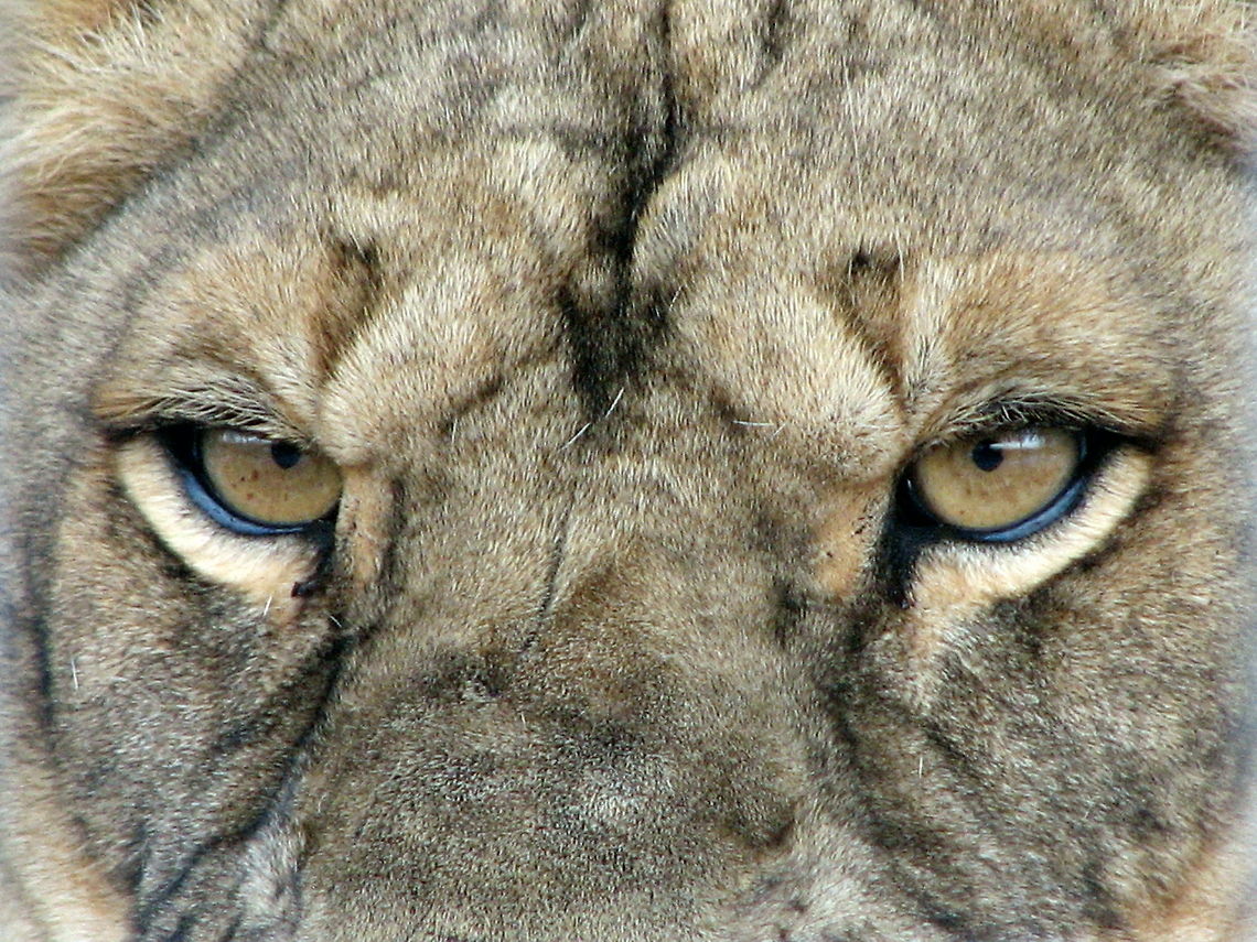 Lioness eyes Lion Eyes Geotagged,Lion,Panthera leo,United States