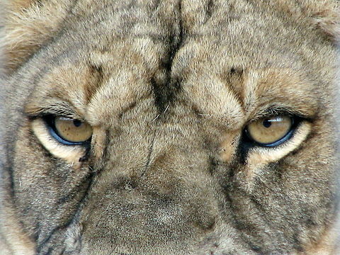 Lioness eyes Lion Eyes Geotagged,Lion,Panthera leo,United States