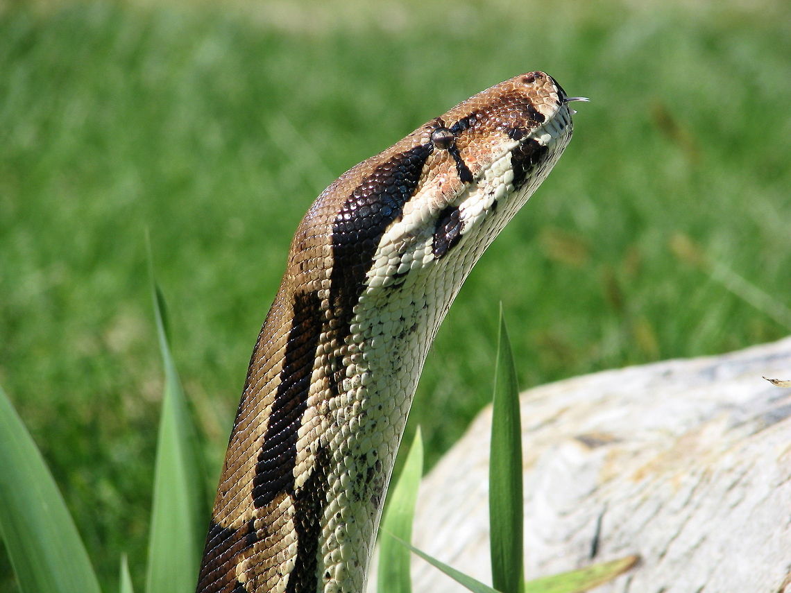 Red-tailed Boa closeup Red tailed boa Boa constrictor,Geotagged,United States