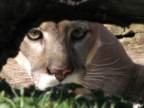 Cougar crawling I see you Cougar,Geotagged,Puma concolor,United States