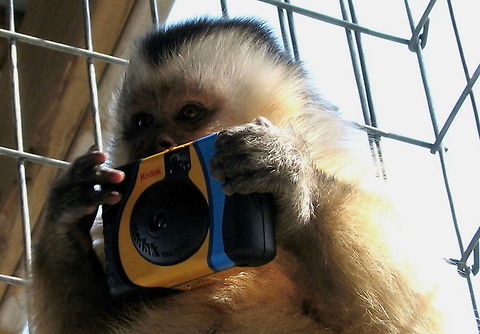 Spence and camera Having a little fun while trying to get photos of the capuchins at East Coast Exotic Animal Rescue. . .giving Spencer his own camera worked for little while! Cebus apella,Geotagged,Tufted capuchin,United States