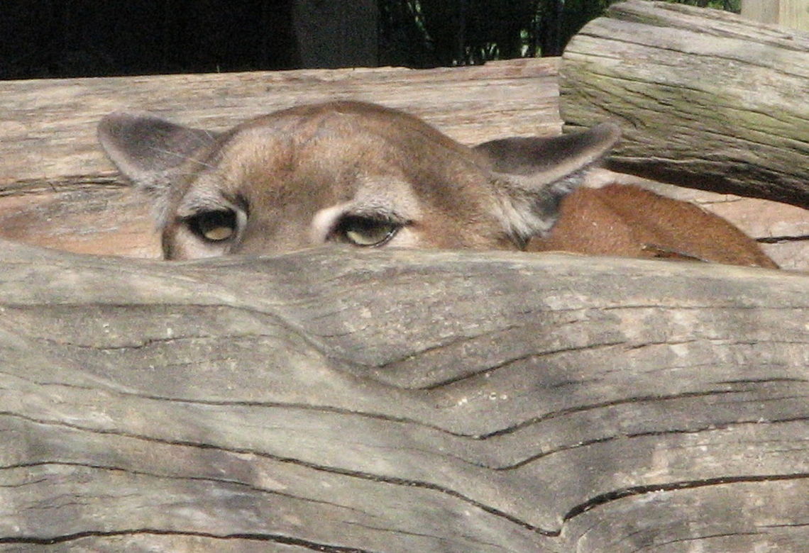 Cougar peeking Peeking  Cougar,Geotagged,Puma concolor,United States