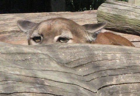 Cougar peeking Peeking  Cougar,Geotagged,Puma concolor,United States