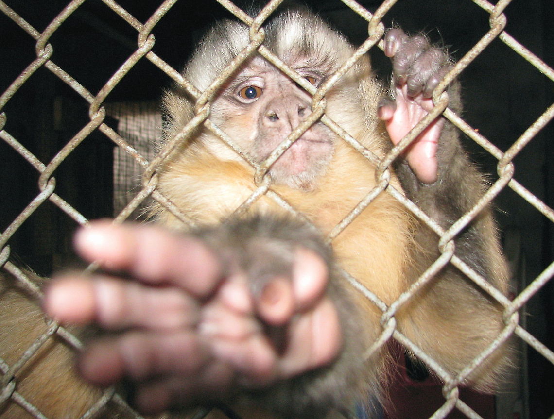reaching_out Reaching out  Cebus apella,Geotagged,Tufted capuchin,United States