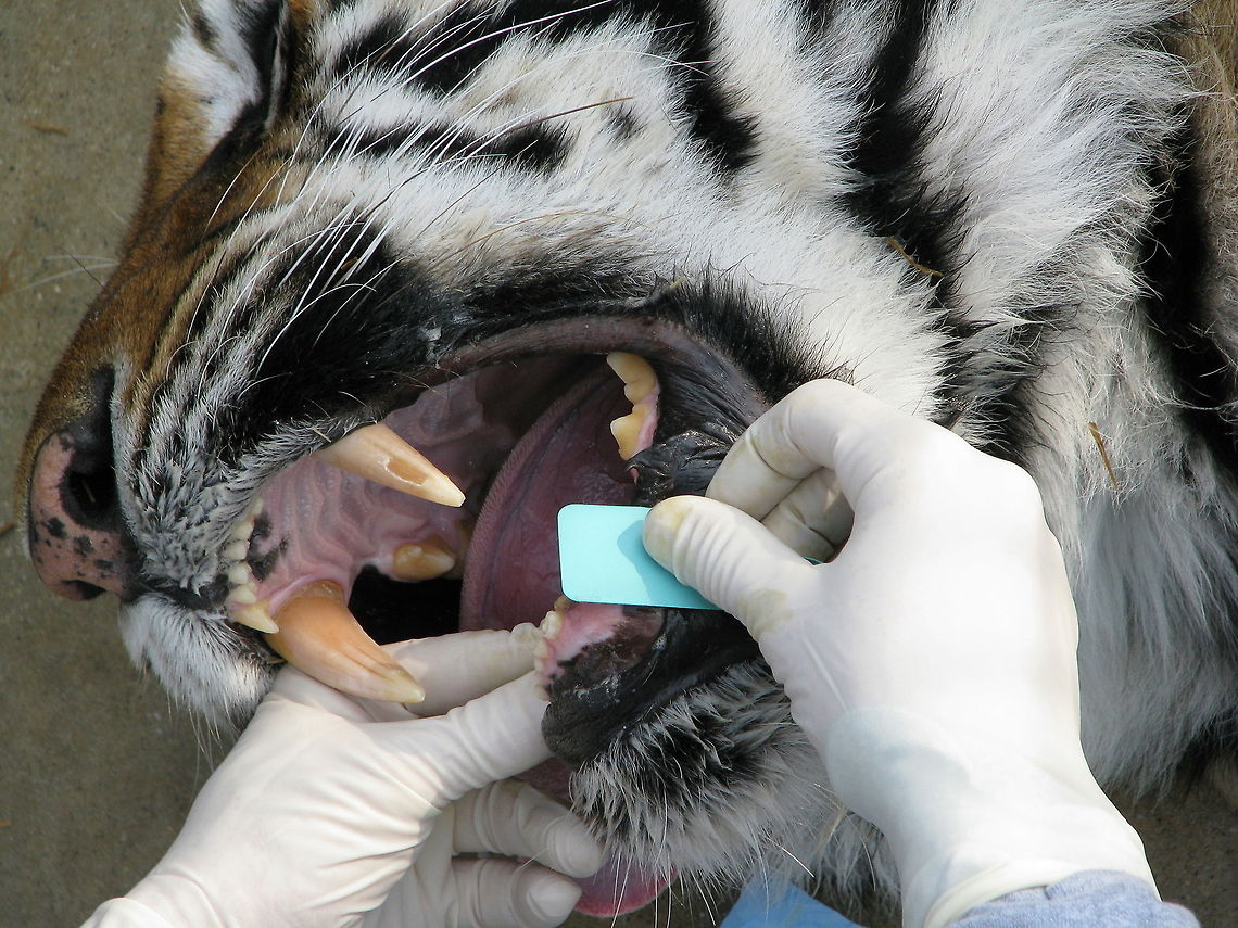 Siberian tiger at dentist Yes, even a siberian tiger occasionally needs a dentist. This was a huge undertaking, requiring 2 vets, a tiger specialist, a human dentist, multiple volunteers, and 6 hrs under general anesthesia. . .he had an abcessed tooth that needed to be extracted. Geotagged,Panthera tigris altaica,Siberian tiger,United States