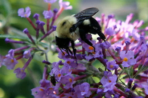 bee_and_friend1  Bombus impatiens,Geotagged,United States