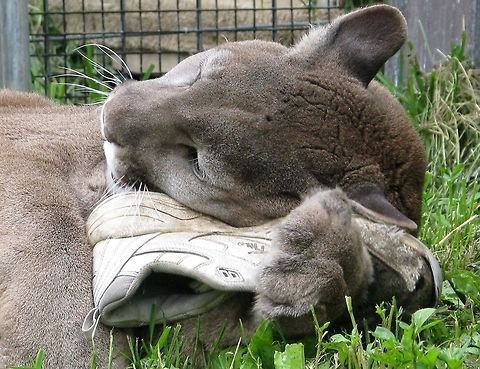 011  Cougar,Geotagged,Puma concolor,United States