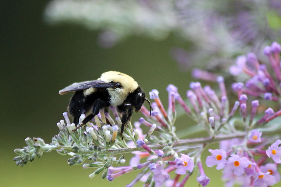 Bumblebee  Bombus impatiens,Geotagged,United States