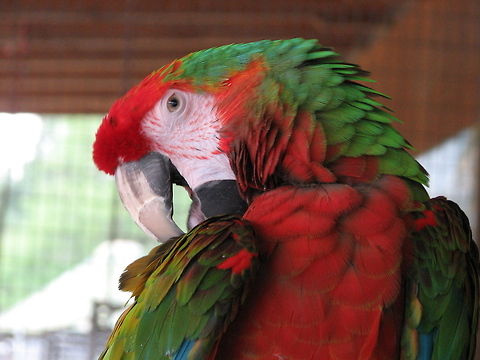 008  Ara chloropterus,Geotagged,Red-and-green Macaw,United States