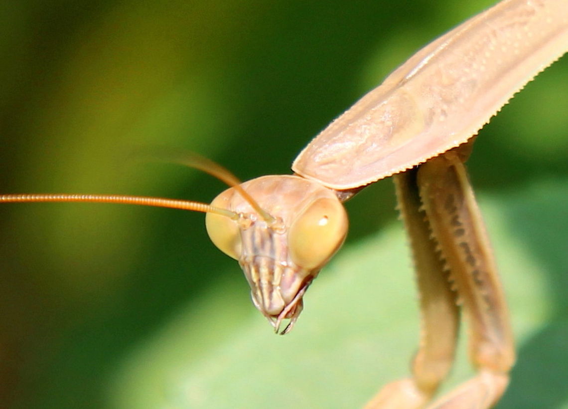 Portrait of praying mantis  European Mantis,Geotagged,Mantis religiosa,United States