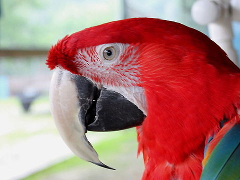 lexus  Ara chloropterus,Geotagged,Red-and-green Macaw,United States