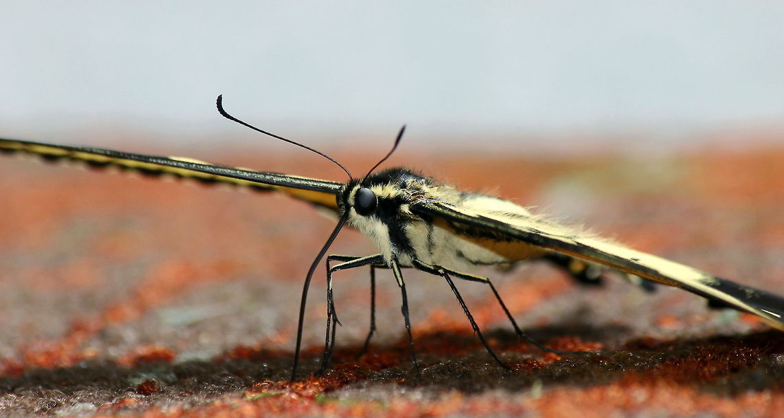 Ready for takeoff  Geotagged,Old World swallowtail,Papilio machaon,United States