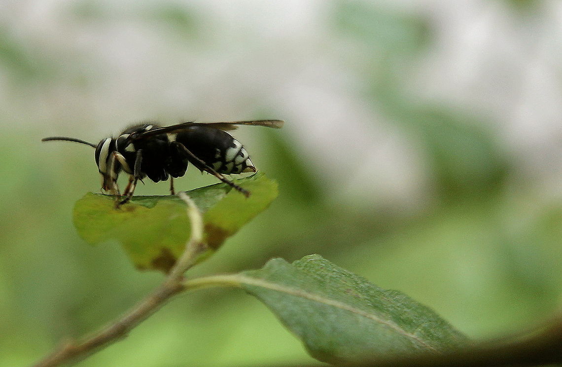 bee33  Geotagged,United States